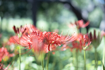 彼岸花