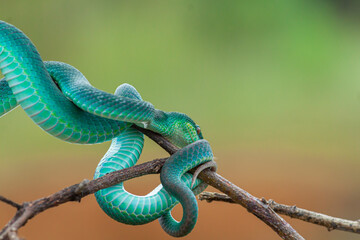 Blue viper snake on branch, viper snake ready to attack, blue insularis, animal closeup