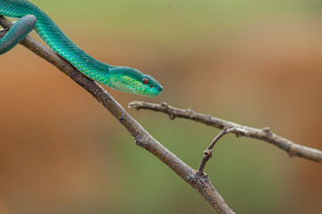 Blue Insularis Snake macro