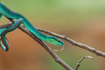 Blue Insularis Snake macro