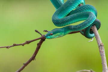Blue Insularis Snake macro