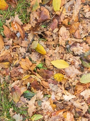 Orange, brown and yellow fallen oak leaves in the sunlight.