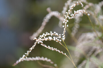 シロバナサクラタデ