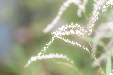 シロバナサクラタデ