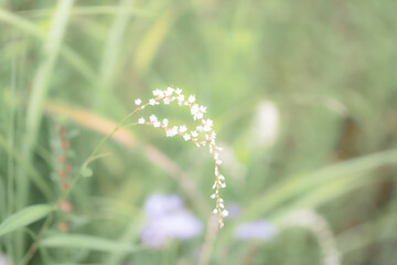 シロバナサクラタデ