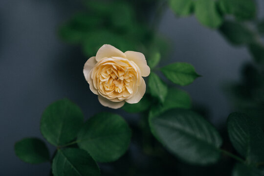 Closeup of single English rose "Roald Dahl" by David Austin Rose in the garden