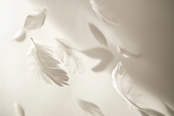 Obraz premium Gentle Feathers Drifting in Soft Light