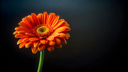Vibrant orange flower standing out on a dark black background, orange, flower, vibrant, contrast, black, background, nature
