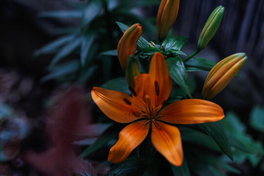 Bright vibrant orange lilies in the garden