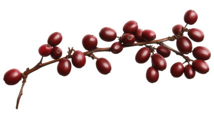 A red branch with berries on it. The branch is green and has leaves