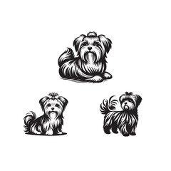 bichon frise silhouette,do bichon frise smell, bichon frise cost	