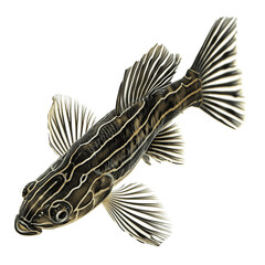 Obraz premium Zebra Plecostomus fish PNG 
