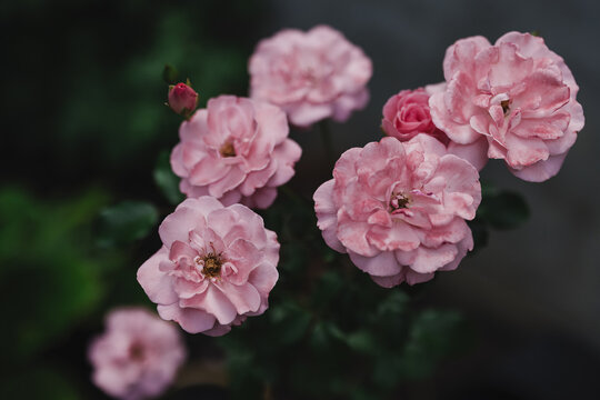Cute fluffy pink roses in the garden