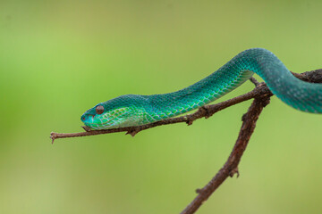 Blue viper snake closeup face, viper snake, blue insularis, Trimeresurus Insularis