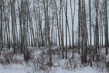 Fototapeta premium forest in winter