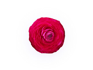 Flower Image on Transparent Background