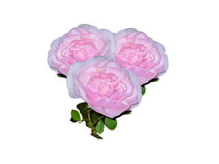 Flower Image on Transparent Background