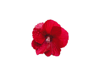 Flower Image on Transparent Background