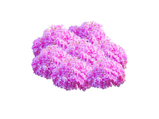 Flower Image on Transparent Background