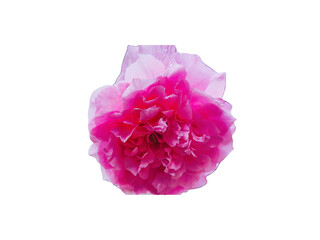 Flower Image on Transparent Background