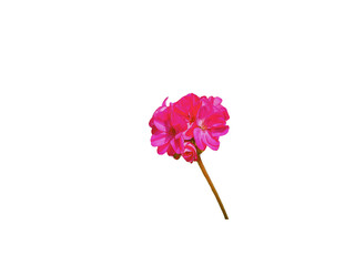 Flower Image on Transparent Background