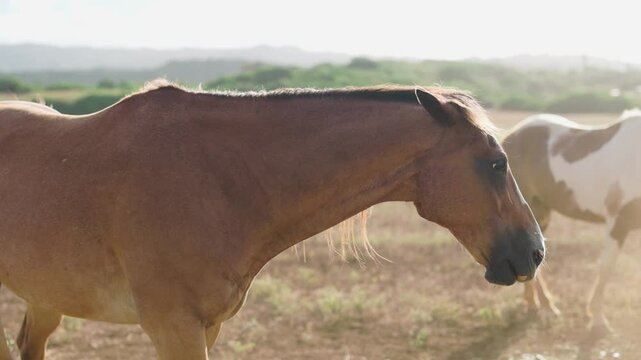 Brown horse during magic hour, moving in dust