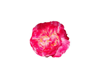 Flower Image on Transparent Background