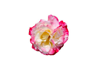 Flower Image on Transparent Background