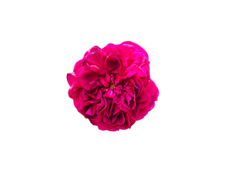 Flower Image on Transparent Background