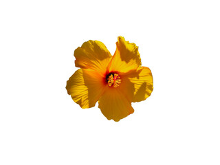 Flower Image on Transparent Background