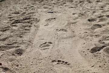 footprint in the sand