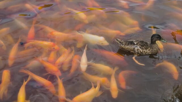 Duck swimming in pond with koi fishes in Oahu, Hawaii
