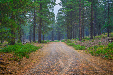 Fototapeta premium 2024-09-12 A GRAVEL ROAD CUTTING THROUGH A FOREST WITH PINES ON EACH SIDE OF THE ROAD OUTSIDE OF SUN RIVER OREGON