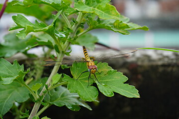 A beautiful dragonfly is resting on a green leaf.