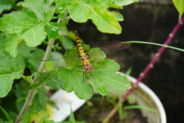 A beautiful dragonfly is resting on a green leaf.
