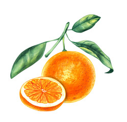 Watercolor orange composition. Hand drawn orange group. Orange with leaves, slice, half, cut isolated elements. Watercolor orange plant for design of food, textile, fabric, menu, restaurant