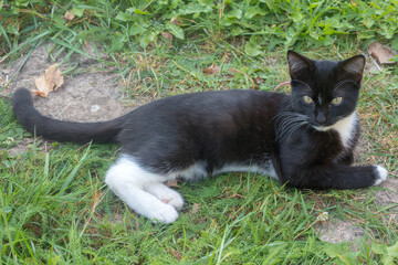 kitten lying on green grass