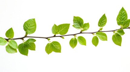 Fototapeta premium Green Branch with Leaves