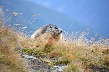 Austrian marmot profile