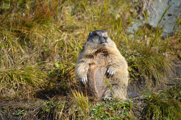 Austrian marmot, sitting funny