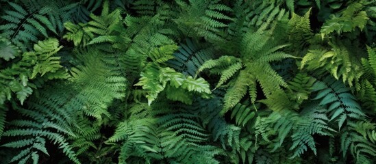 Obraz premium Dense Fern Foliage in a Lush Forest