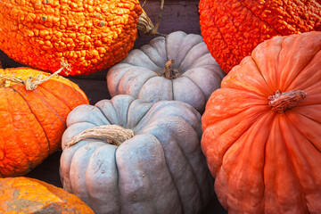 Close-up of pumpkins and squashes