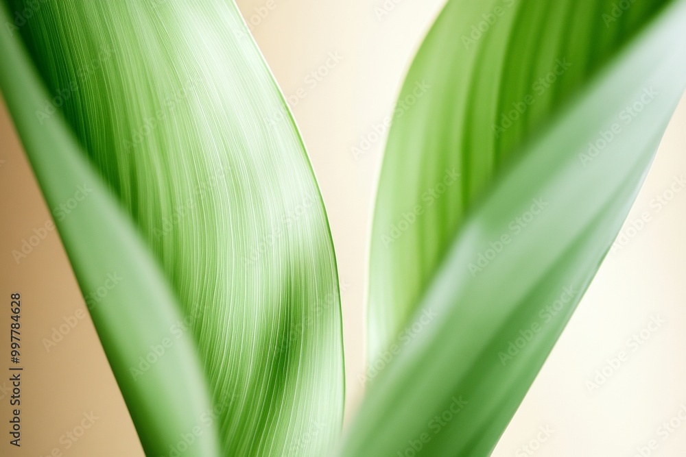 Poster abstract symmetrical green leaves in soft light with warm beige background - high-definition nature-