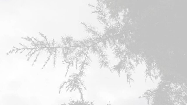 A cedar branch sways in with strong wind. Cedrus deodara Himalayan branch in mist with strong wind