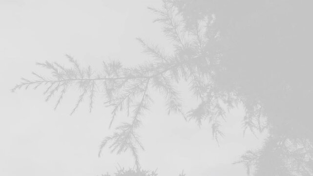 A cedar branch sways in with strong wind. Cedrus deodara Himalayan branch in mist with strong wind