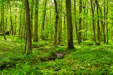 Spring forest with green trees and flowering meadow and warm light atmosphere in a forest in Franconia, Bavaria, Germany
