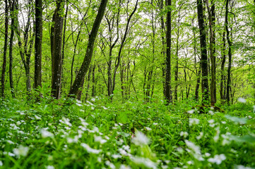 Fototapeta premium Spring forest with green trees and flowering meadow and warm light atmosphere in a forest in Franconia, Bavaria, Germany
