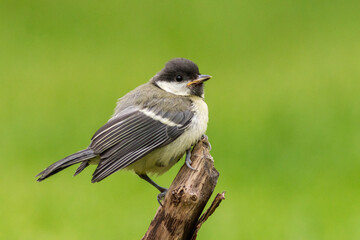 sikora bogatka (Parus major)