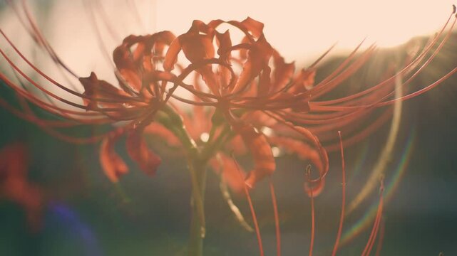 Red spider lily or cluster amaryllis flowers blooming in wind in autumn or fall, Higanbana or Lycoris, Nostalgic negative films with lens flare