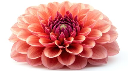 A vibrant pink dahlia flower showcasing intricate petal layers.